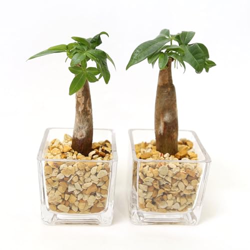 【ブルーミングスケープ】土を使わない観葉植物 ミニ観葉植物 ゼオライト植え・ガラス容器 キューブ形 2鉢セット |水耕栽培 ハイドロカルチャー ミニサイズ (パキラ 2鉢)