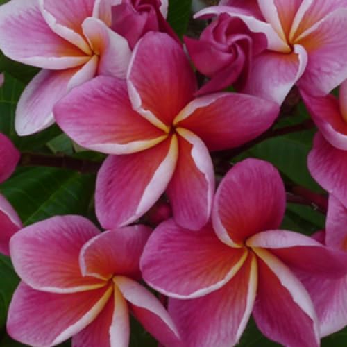 ②番　特大　プルメリア　ジャングルジャックス　シンクロニシティー　ハワイ　南国 ②番 特大 プルメリア ジャングルジャックス シンクロニシティー