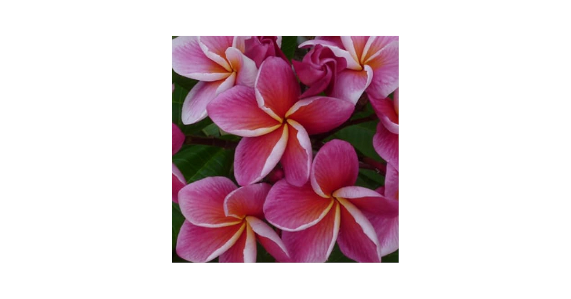 プルメリア❀❀ Amazon.co.jp: プレミアム プルメリア シンクロニシティ