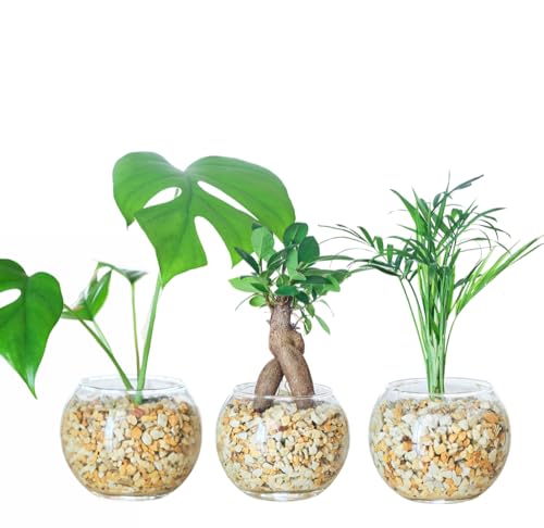 観葉植物 ハイドロカルチャー モンステラ」の人気商品一覧 | 安い商品