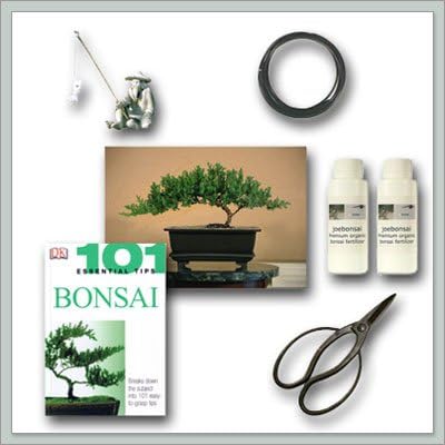 Bonsai Tree Juniper"Do It Yourself" Kit - Bestseller from Joebonsai