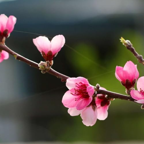2.6b Narrative Poem: "Cherry Blossoms" by Deborah