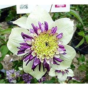 LLAVORS Cushy: 100 PCS Multicolor Bonsai Real RARA planta d’exterieur Planta Natuurlijke Creixement Bonsai Inici Jardí: 19