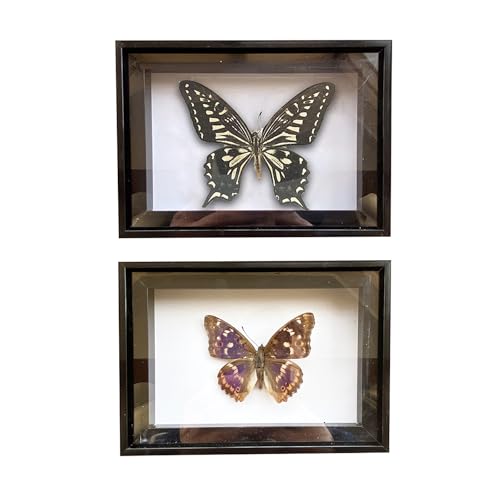 CXUEMH 2 Pcs Framed Butterfly Real Butterfly Specimens Taxidermy Butterfly in Frame Insect Collection Home & Office Desktop Decor Craft Gift for Men Women (Black G)