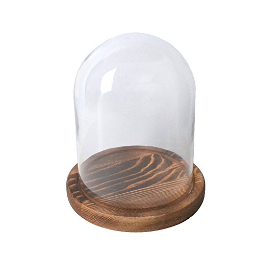 Reelva décoratifs en verre Cloche Dome avec plateau de base en bois Diamètre pour l'affichage de fleurs Diy- 11 (Dia) X15 (H) cm