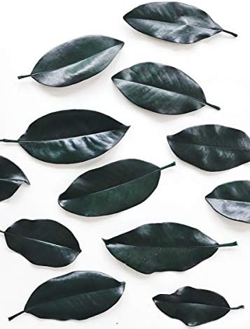 Afloral Bulk Preserved Magnolia Leaves in Dark Green- 2lb Box - Ships Alone