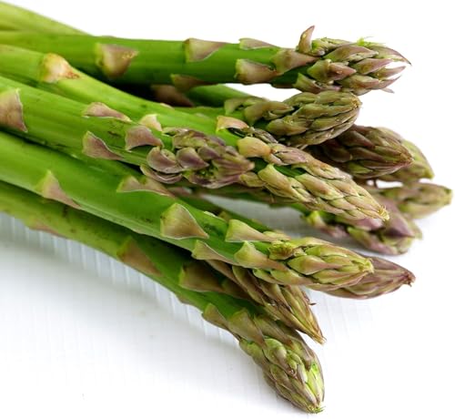 Grüner Spargel Mary Washington Asparagus officinalis 100 Samen