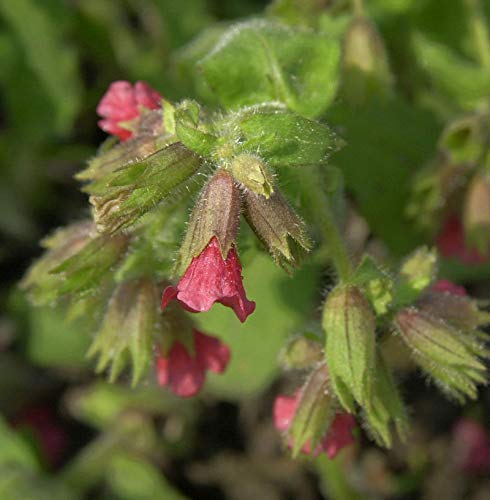 Preisvergleich Produktbild Lungenkraut Redstart - Pulmonaria rubra