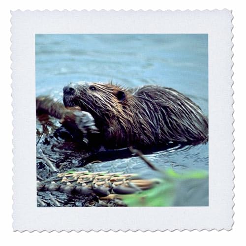 3dRose Beaver - Quilt Square, 12 by 12-inch (qs_1021_4)