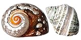 Hermit Crab Home Turbo Shell | 2Pcs African Sarmaticus and Green Banded Turbo Shell 2