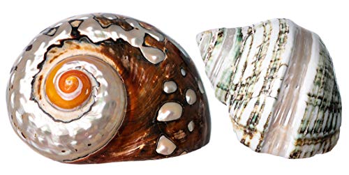 Hermit Crab Shells | Turbo Shells | 1 African Sarmaticus and 1 Green Banded Turbo Shell 2