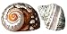 Hermit Crab Home Turbo Shell | 2Pcs African Sarmaticus and Green Banded Turbo Shell 2"-2 1/2" | Nautical Crush Trading TM