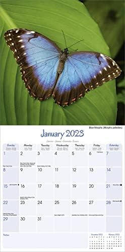 Butterflies Calendar 2023 | Square Wall Butterfly Calendar | 16 Month Wall Calendar | September 2022 To December 2023 | With Free Organisational Stickers