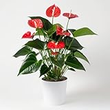 【お花の京花伝 - Floréclat -】 生花 アンスリウム 母の日 細川未生流免許皆伝 セレクション 季節の彩り 寄せ植え 鉢花 花苗 豊かに彩ります 心温まる空間作りに (レッド, Lサイズ（５号）)