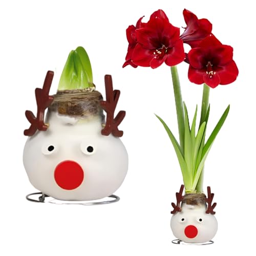 FLORIUM - Wachs Amaryllis Zwiebeln Reindeer - Wachsamaryllis 28/30...