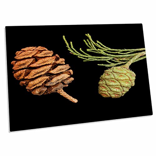 3dRose California, Sequoia National Park, Giant Sequoia Cones miniatura 1