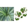 Dominik Blumen und Pflanzen, Echte Aloe Vera, 12cm Topf, ca. 20 – 30 cm hoch, 2 Pflanzen & Efeutute, Epipremnum aureum, 2 Pflanzen, Zimmerpflanzen, rankend, Ampelpflanzen