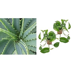 Dominik Blumen und Pflanzen, Echte Aloe Vera, 12cm Topf, ca. 20 – 30 cm hoch, 2 Pflanzen & Efeutute, Epipremnum aureum, 2 Pflanzen, Zimmerpflanzen, rankend, Ampelpflanzen