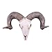 Produktbild JYJTLHS Bighorn Sheep Ram Skull Replica An Der Wand Montiert, Schafskopf Taxidermy Replica Mit Gekräuselten Hörnern, Anatomische Polyresin-Skulptur, Home Wandbehang Kunst Dekor,White
