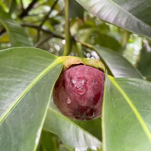 20 piezas semillas de mangostán, árboles resistentes al jardín, frutos de árboles frutales Mangostán, Garcinia...