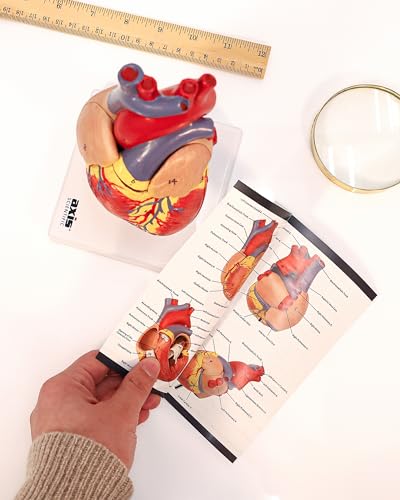 Axis Scientific Life-Size Human Heart Model (2-Part, Magnetic, on Base) - alternate view 4 of 4