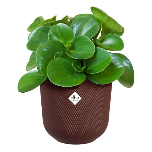elho Jazz rund 23cm Blumentopf - Dark Burgundy` – Ansicht 3