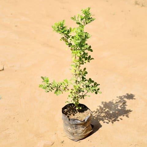 Best Nursery Madhu Kamini White/Murraya in 3 Inch Plant Nursery Bag-image-46