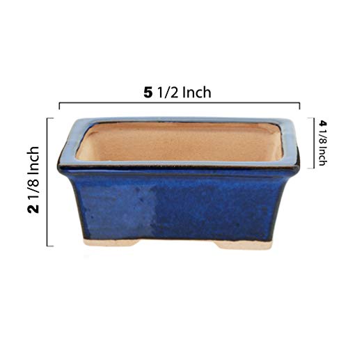 Kit Completo Bonsái con Maceta Azul Cerámica y Accesorios miniatura 4