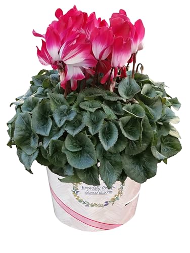 Ԃ̃Mtg VN Mtg v[g  A  a 6 v}[W bh