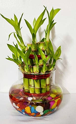 Image of Mini Glass Flower Vase, Candy Jar | Pack of 1 Piece, 4 Inches | Money Plant, Bamboo Plant Pot for Bedroom, Living Room, Office Reception & Table Centrepiece