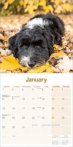 Tibetan Terrier Calendar 2024 - Image 3