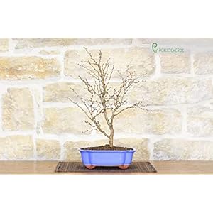 Kojo-no-mai Japanse Kers Bonsai