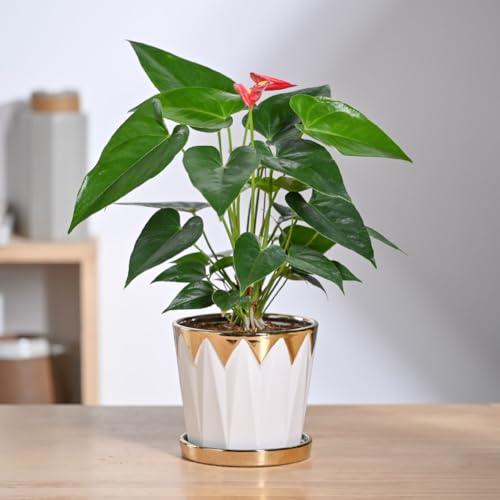 Image of UGAOO Crown Ceramic Pot - 5 Inch | Ceramic pots for Indoor Plants | Flower Pot for Garden Ceramic | Ceramic planters for Home Decor (Silver)
