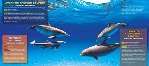 Discovering Whales, Dolphins & Porpoises: The Ultimate Guide to the Ocean's Largest Mammals