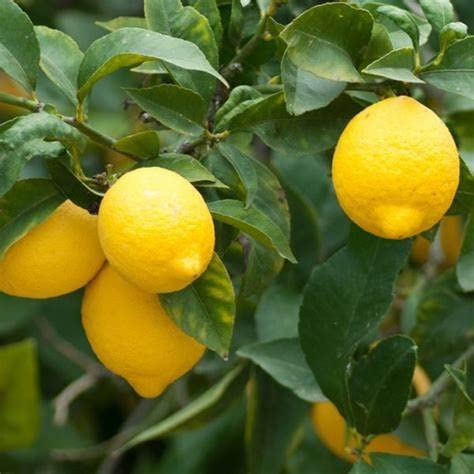 Kagoji Lemon Live Fruit Plant & Tree (1.5-3.5 Ft Hight) For Home Gardening (Hybrid, Pack Of 1) (B0C1S6R4BZ) Amazon Price History, Amazon Price Tracker