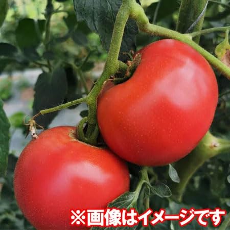 Amazon.co.jp: 随時発送中 無塩 トマトジュース 瓶 トマト ジュース