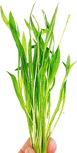 Planterest - Echinodorus Xingu Bunch Background Easy Live Aquarium Plant Decorations BUY2GET1FREE