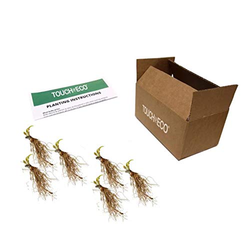 Mixed Heart-Shaped Hosta Bare Roots - Rich Green Foliage, Low Maintenance, Heart Shaped Leaves - 6 Roots #TOP6