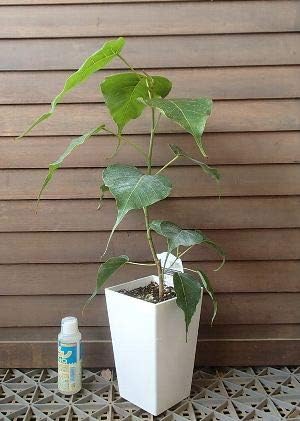 Amazon スクエア鉢植え スリーマハボダイジュ インドボダイジュ 印度菩提樹 植木