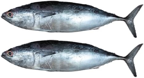 Fresh Tuna Fish Small Whole Cleaned 1 kg Approx.