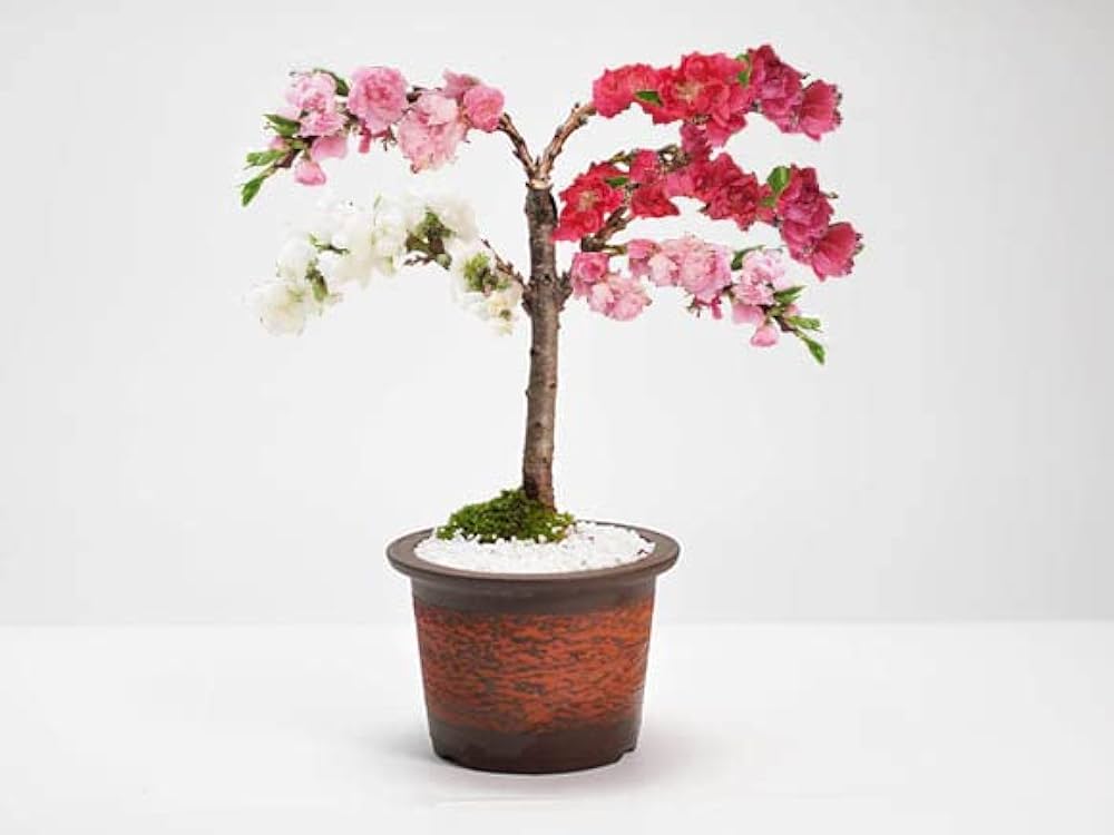 エゴの木(桃花)大幹小品盆栽 エゴの木(桃花)大幹小品盆栽 エゴの木(桃花)大幹小品盆栽