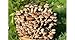 Produktbild Bio Shiitake Pilzzuchtkultur Compact - Zuchtkultur für die eigene Pilzzucht