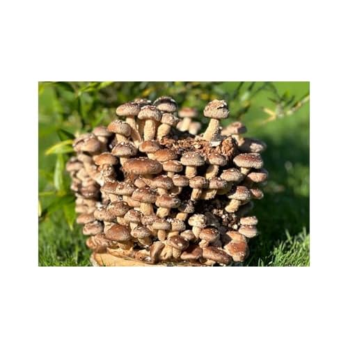 Bio Shiitake Pilzzuchtkultur Compact - Zuchtkultur für die eigene Pilzzucht