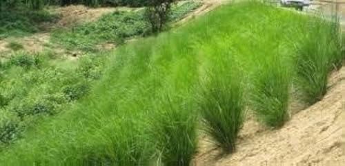 Vetiver | 10 unidades/Raíces