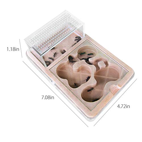 PLAFUETO Large Ant Farm Box Ant Home for Kids Study of Ant Ant Nest Farm Educational Formicarium for Ant