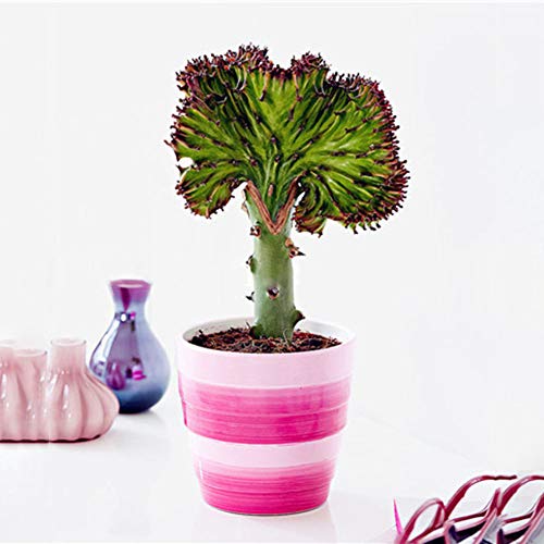 ENticerowts Seeds,100Pcs Rare Cactus Seeds Succulent Plant Home Office Ornament Table Bonsai Grow Your own Beautiful Plants - Green Rare Cactus Seeds