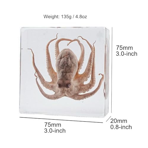 Image of Taxidermy Octopus Turtle Starfish Shells, Oceans Animals Specimen in Resin for Closer-Look & Study, Science Classroom Specimens, for Home Office Decor Ornament, Unique Amazing Gift (3.0x3.0x0.8-inch)
