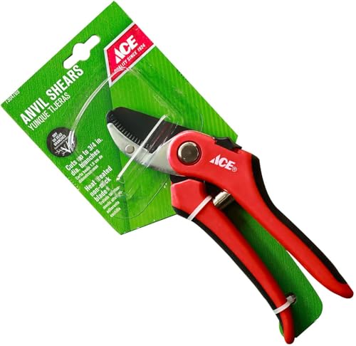 Ace