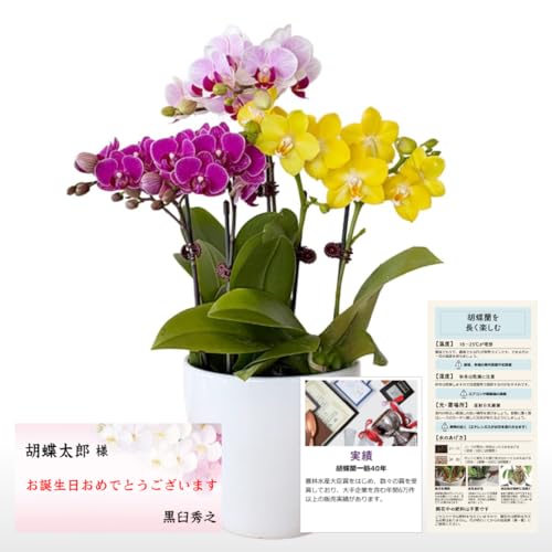 胡蝶蘭専門店らんや 生花 ミニ胡蝶蘭 おまかせミニＭＩＸ Ｂ 【配送不可】沖縄、離島/「法人向け」 胡蝶蘭 就任 開店 などのお祝いから「個人向け」 ギフト 誕生日 プレゼント お悔み お供え まで/寄せ植えB/P1554 - らんや - 商品画像