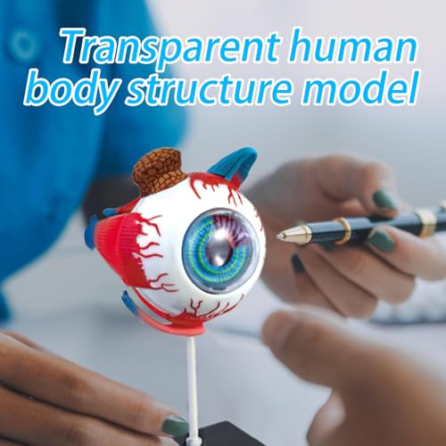 Modelo 3D desmontable interactivo de anatomía humana globo ocular para visualización de clase 3